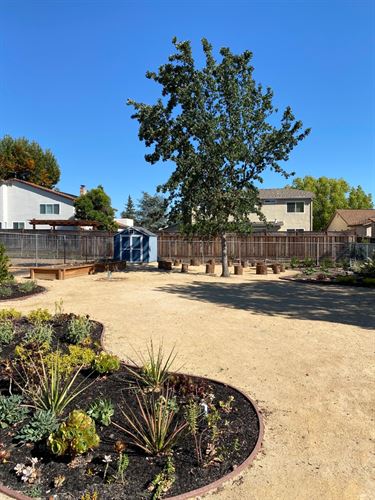 Garden Path and Tree