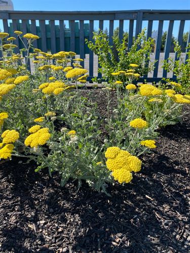 Yellow Flowers