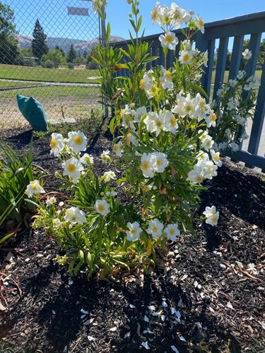 White Flowers